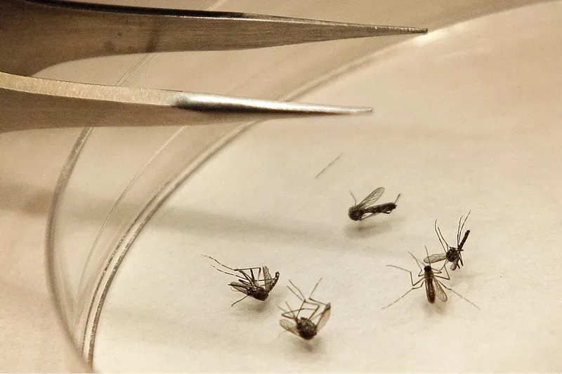 Romanya, Batı Nil virüsünden üç kişinin öldüğünü bildirdi  