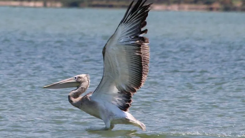 Oltaya takılan pelikanın hayatını balıkçılar kurtardı