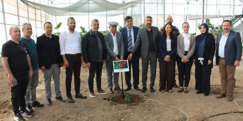 BATI ANTALYA’DA BİR İLK:  KAHVE FİDANI DİKİLDİ!