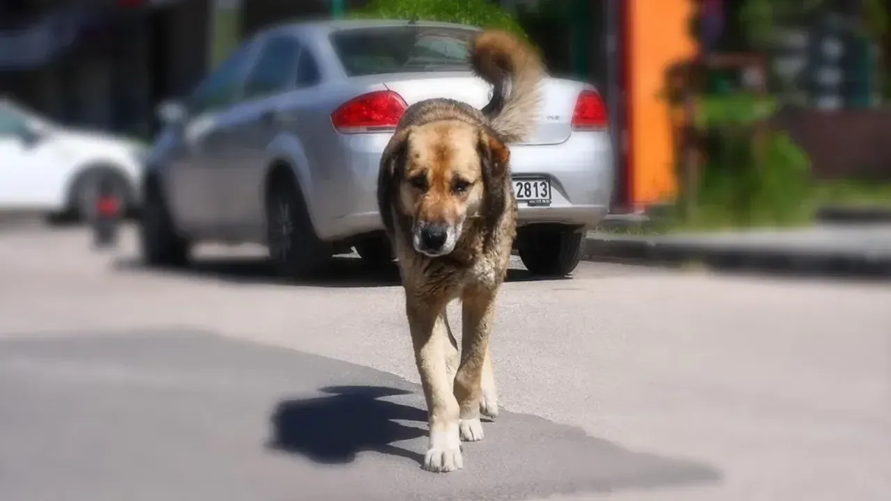 Adana’da başıboş sokak köpekleri toplanıyor...