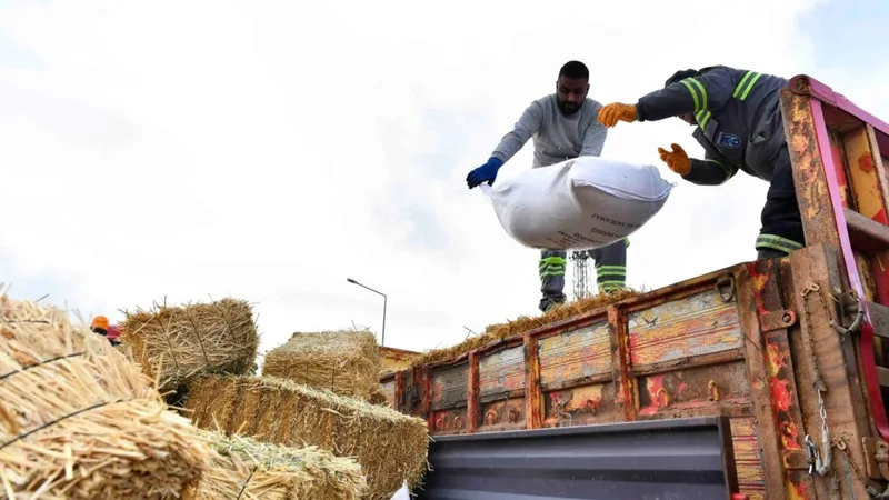 ABB’den manda yetiştiricilerine ücretsiz kaba yem ve arpa desteği 
