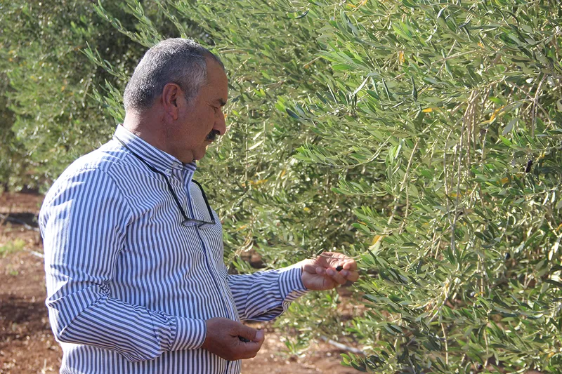 Şırnak’ta zeytine don vurdu: Çiftçi destek bekliyor