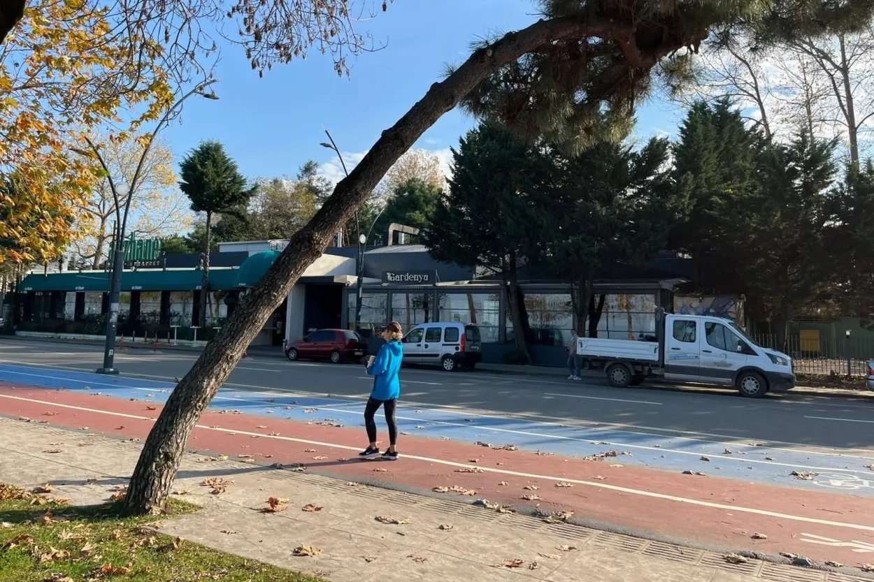 Ordu’da tehlike arz eden ağaçlar için güvenlik çalışması