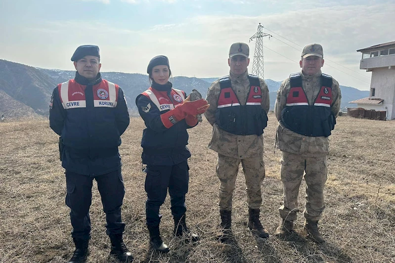 Yaralı atmaca koruma altına alındı