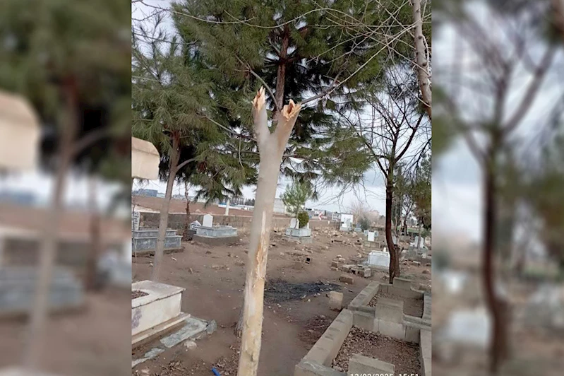 Şanlıurfa’da mezarlıktaki ağaçlar kesildi