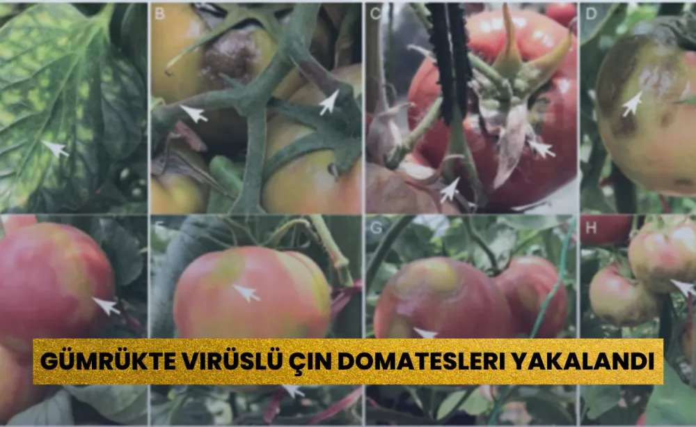 Gümrükte Virüslü Çin Domatesleri Yakalandı