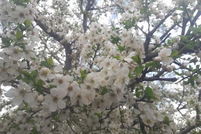 İlk cemre bugün havaya düşecek