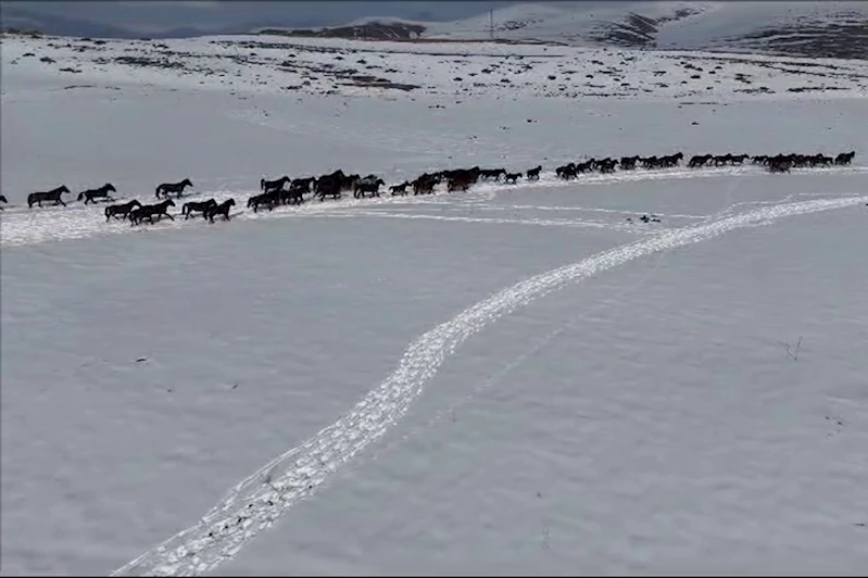 Yılkı atları sürü halinde görüntülendi 
