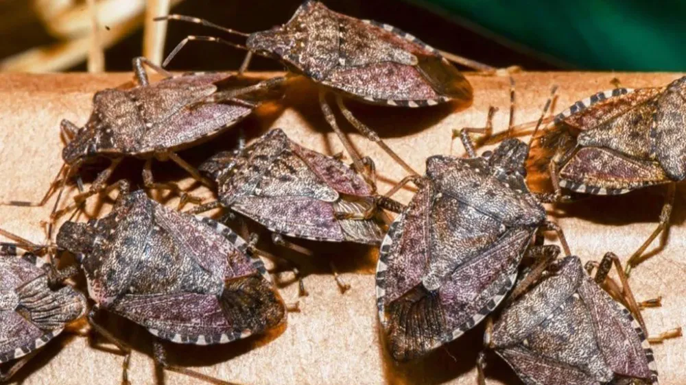 Kahverengi kokarcayla topyekûn mücadele talebi