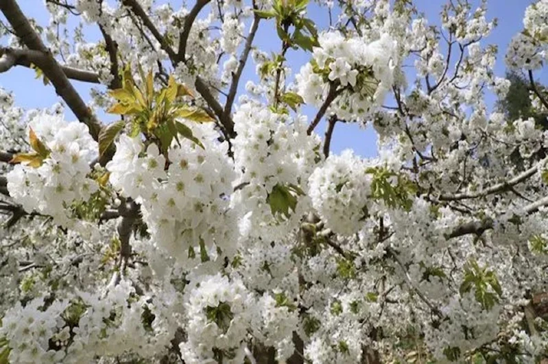 Üçüncü cemre ne zaman düşecek?