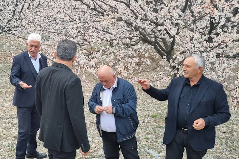 TZOB yönetim kurulu üyesi Kılıç: Kayısıda zarar büyük