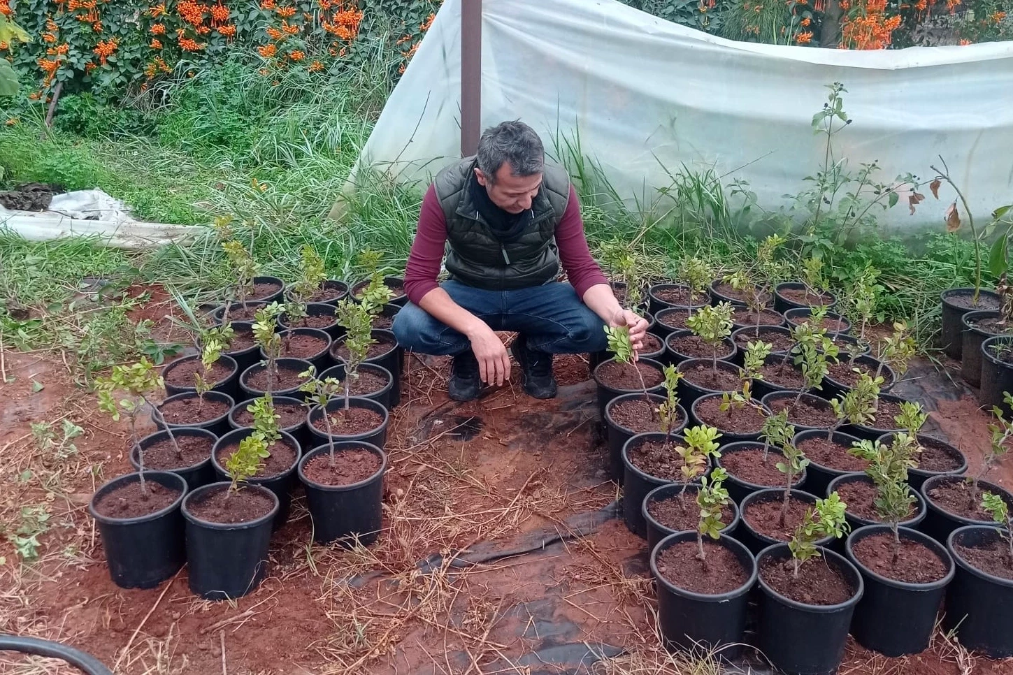 Çeşme Damla Sakızı üretimi yaygınlaşıyor