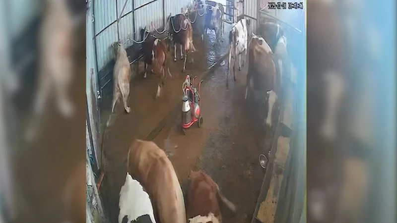 Elektrik akımına kapılan 4 büyükbaş hayvan telef oldu  - Videolu Haber