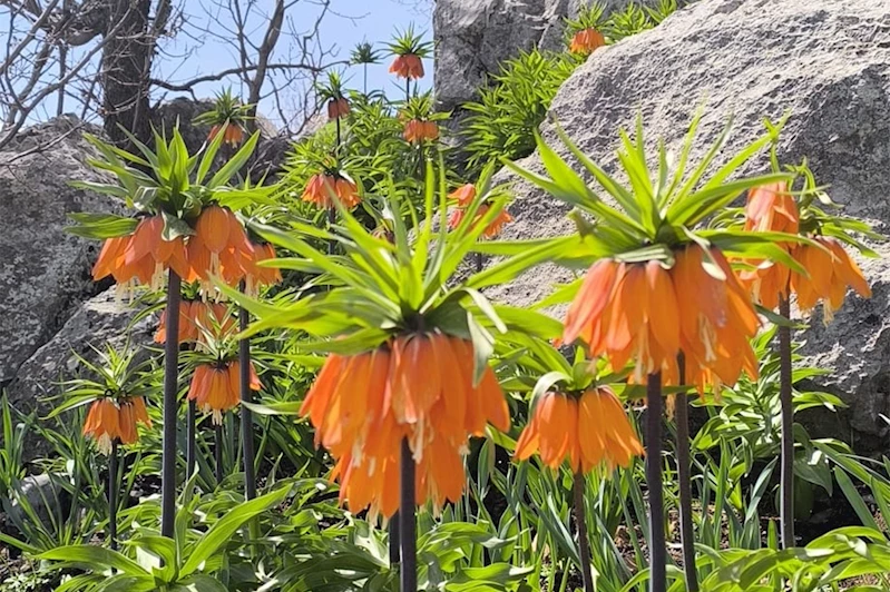 Maden Dağlarında ters lale güzelliği