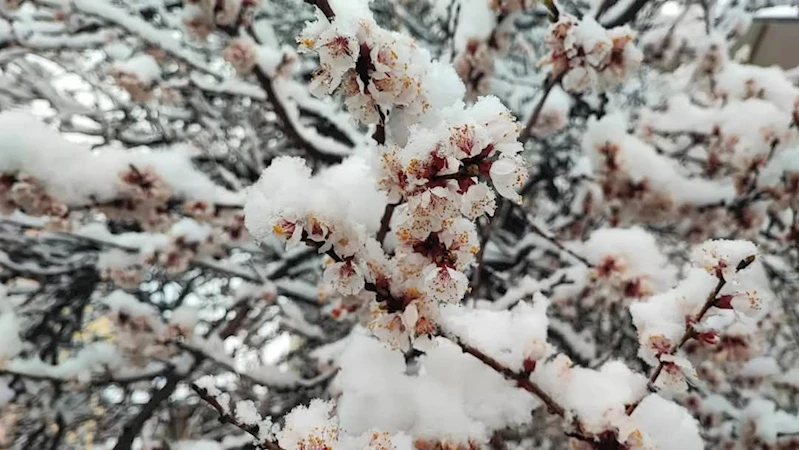 Malatya’da kayısı ağaçlarını don vurdu 