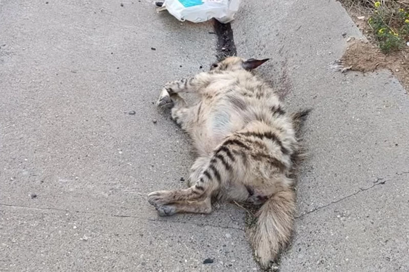 Şanlıurfa’da çizgili sırtlan araç çarpması sonucu telef oldu