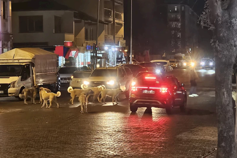 Bingöl’de başıboş sokak köpekleri sorunu büyüyor