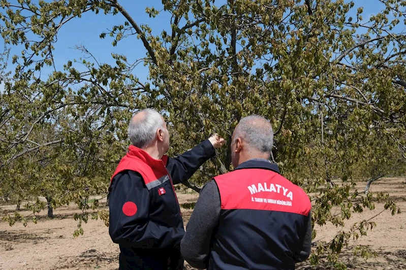 Don hasarından sonra meyve bahçelerinde yapılması gerekenler ile ilgili önemli uyarılar