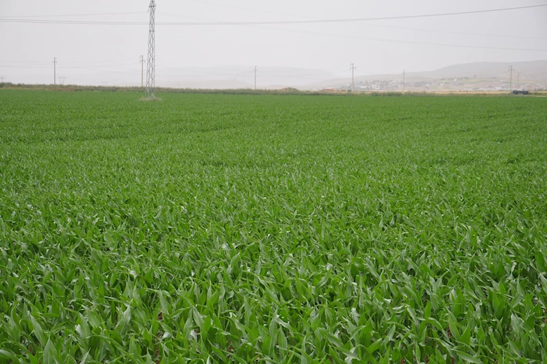 Mısır üreticileri: Artan maliyetler kazanç bırakmıyor