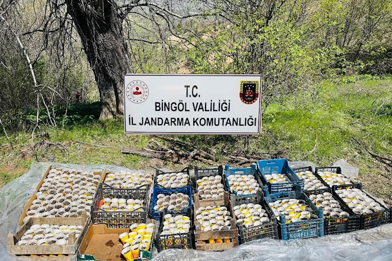 Bingöl’de 480 kök kenevir ele geçirildi