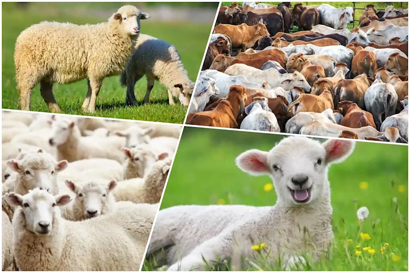 Kurban Bayramı için hazırlıklar başladı