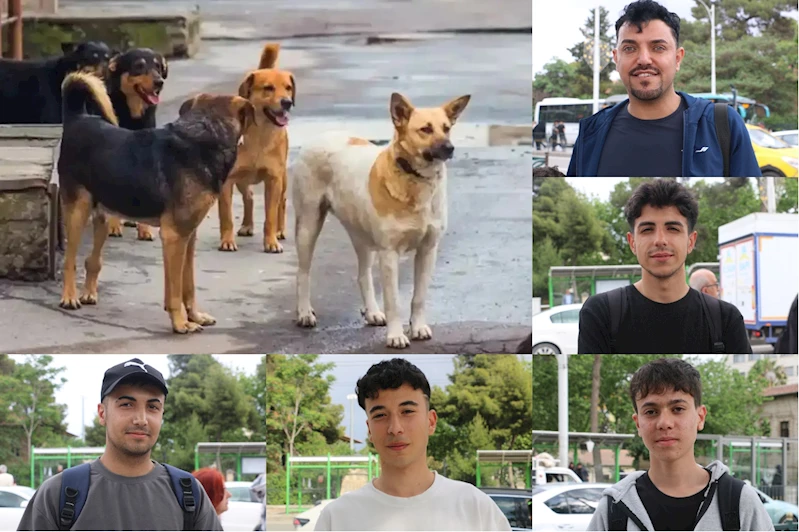 Şanlıurfalılar: Sokak köpekleri sorununa ilişkin yetkililer daha fazla önlem almalı