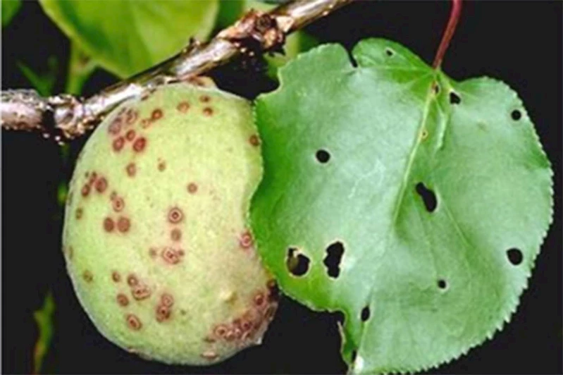 Kayısı üreticilerine 