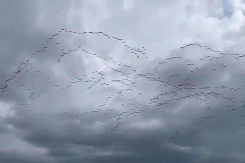 Ak pelikanların göçü, Bursa