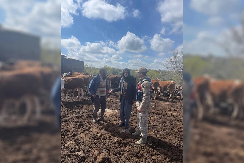 Şanlıurfa’da çalınan 13 büyükbaş hayvan bulundu