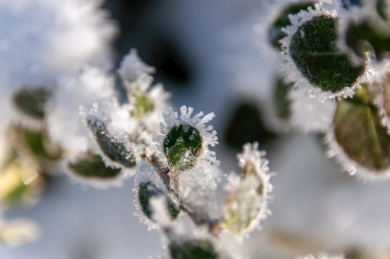 Bursa Valiliğinden çiftçilere zirai don ve kırağı uyarısı