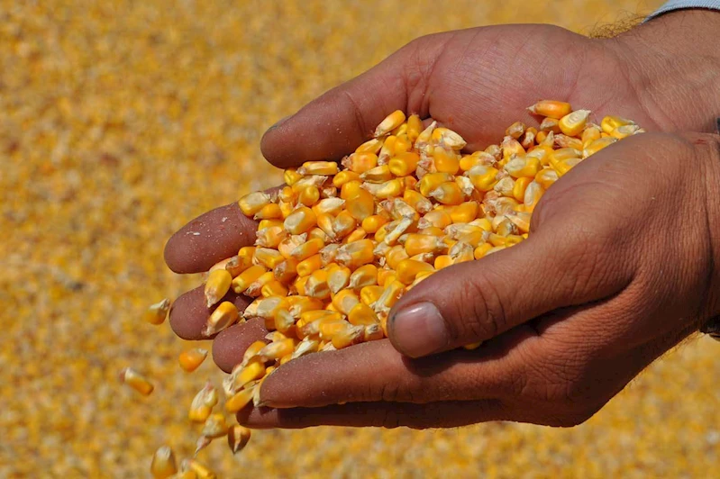 Mısır ithalatında 1 milyon tonluk tarife kontenjanı açıldı​