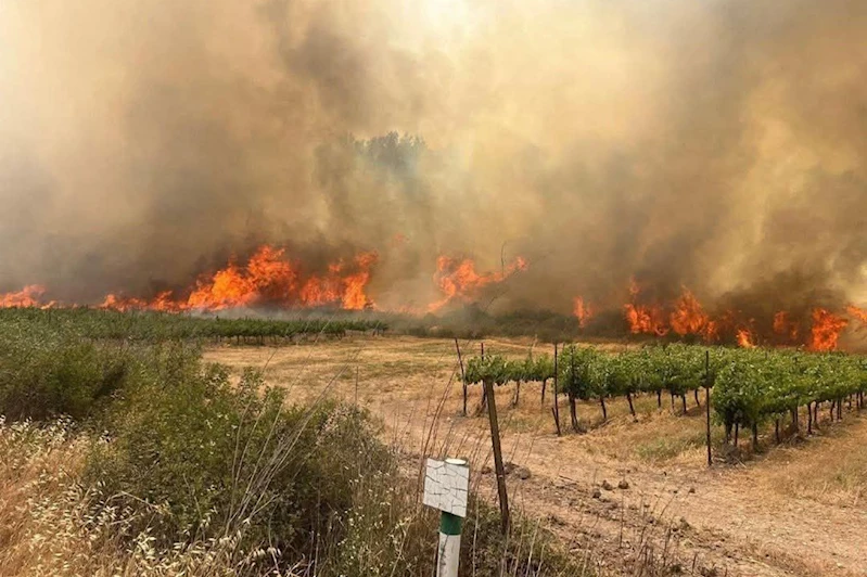 İşgal rejimi, orman yangınlarını kontrol altına alamıyor