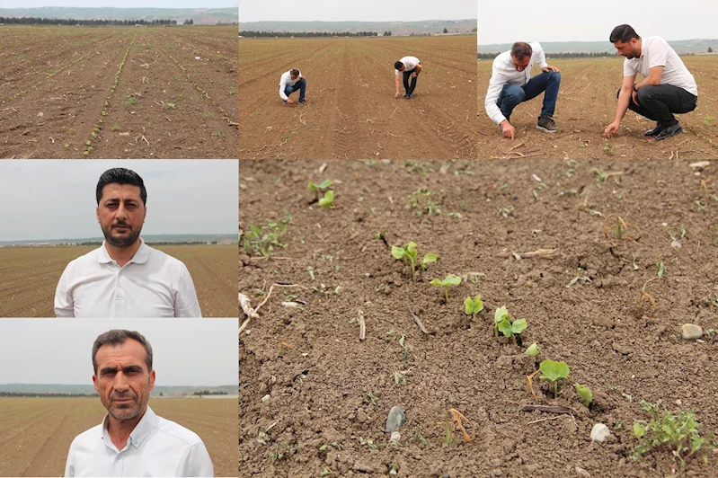 Çukobirlik Batman Şube Başkanı Kağba: Pamuk üreticiliğini artırmak zorundayız