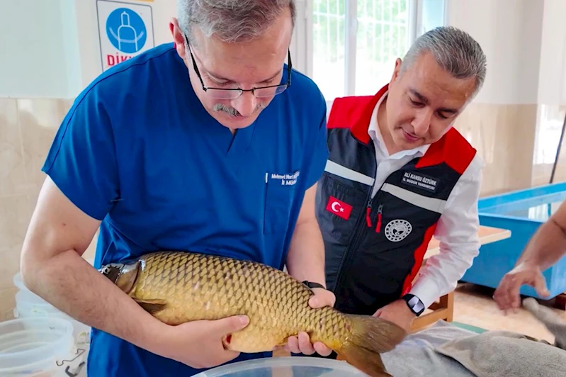 Adana’da balık üretim sezonu başladı: Hedef 12 milyonun üzerinde yavru sazan