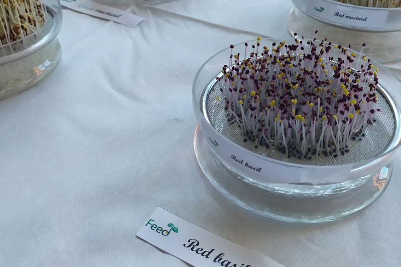 Sağlıklı gıdalar için filizlerden güç alınıyor