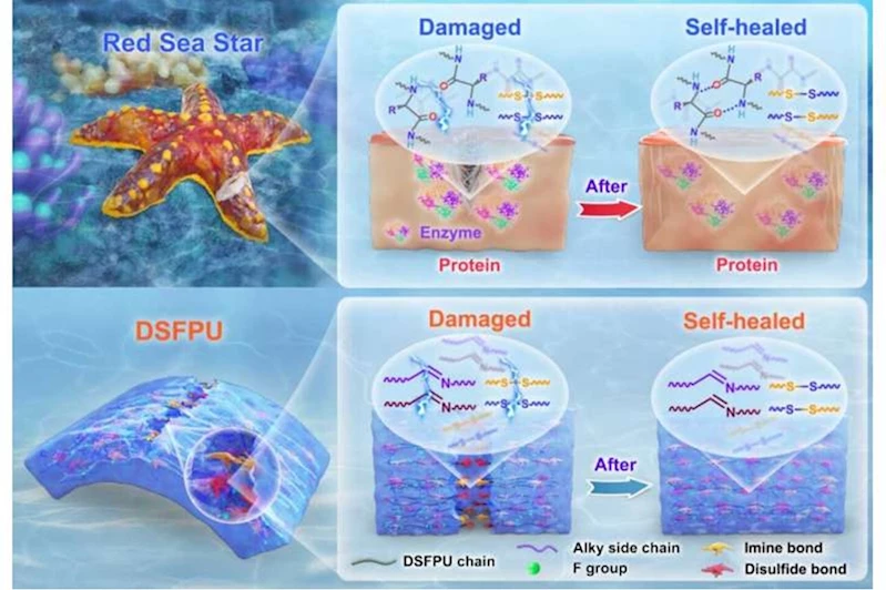 Kızıl denizyıldızından esinlenen malzeme, suyun altında hızla kendi kendini onarıyor