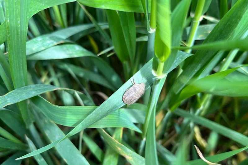 Batman’da süne ile mücadele devam ediyor