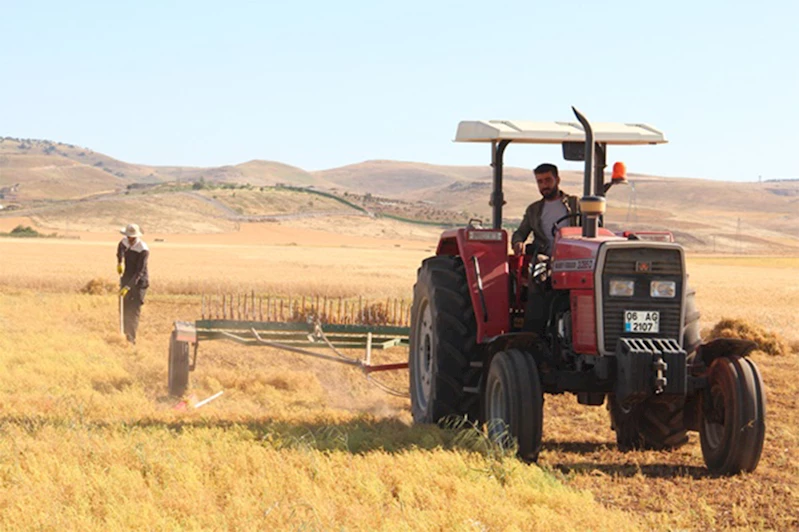 Batman’da mercimek hasadına başlandı