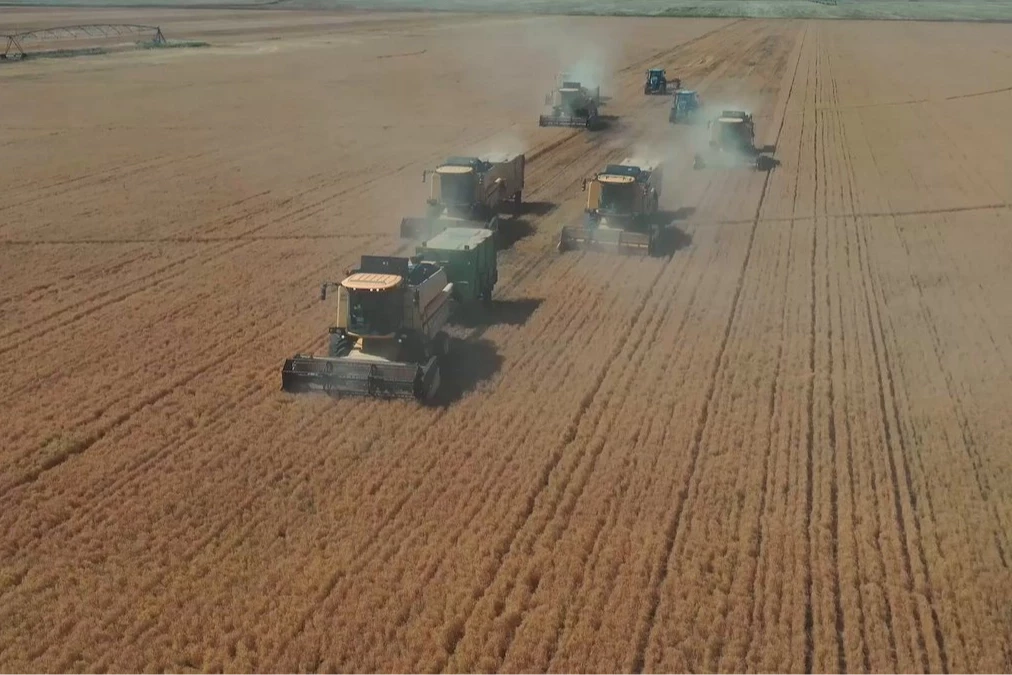 Şanlıurfa Ceylanpınar’da yılın ilk hasadı
