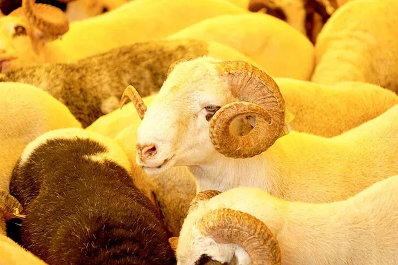 Ticaret Bakanlığından Kurban Bayramı öncesi denetim