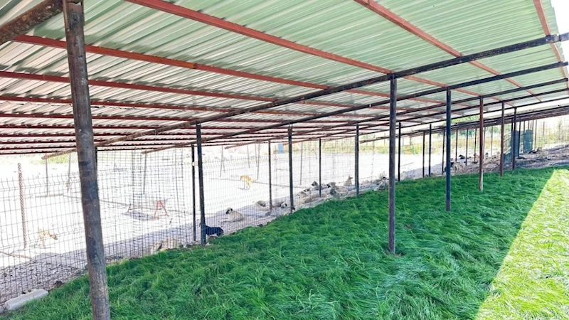 Adıyaman Belediyesi sokak hayvanlarına güvenli yuva sağladı  - Videolu Haber