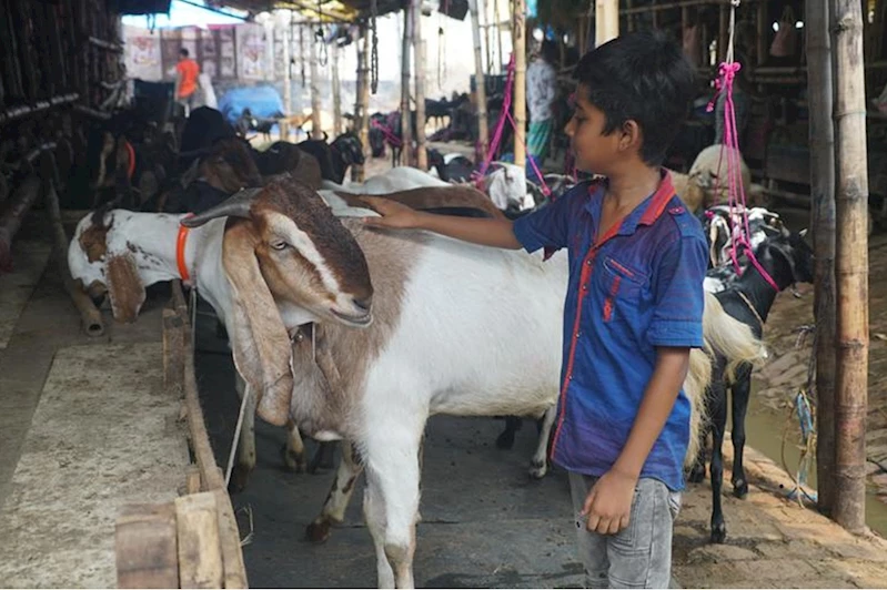 Bangladeş’te kurbanlık İçin 13 milyona yakın hayvan hazırlandı