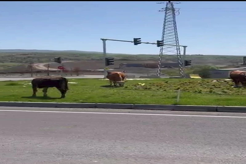 Bingöl’de başıboş hayvanlar kazaya davetiye çıkarıyor