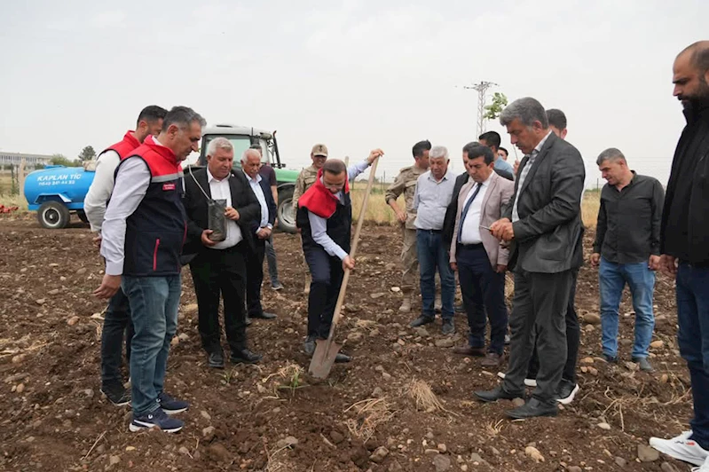 Cizre beş yıl sonra Fıstıkçılığın merkezi olacak