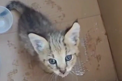 Cizre’de yavru saz kedisi koruma altında