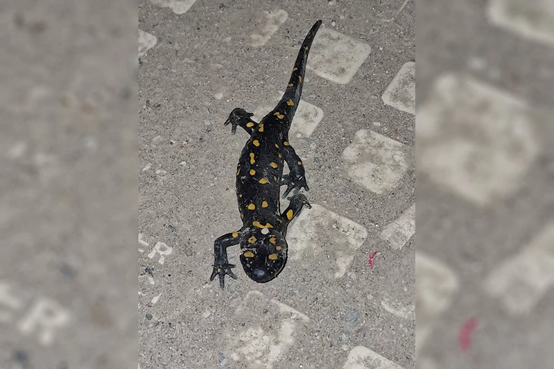 Malatya şehir merkezinde ateş semenderi görüldü