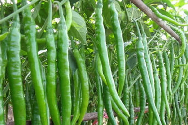 Üretici-market fiyat farkı sivri biberde yüzde 283