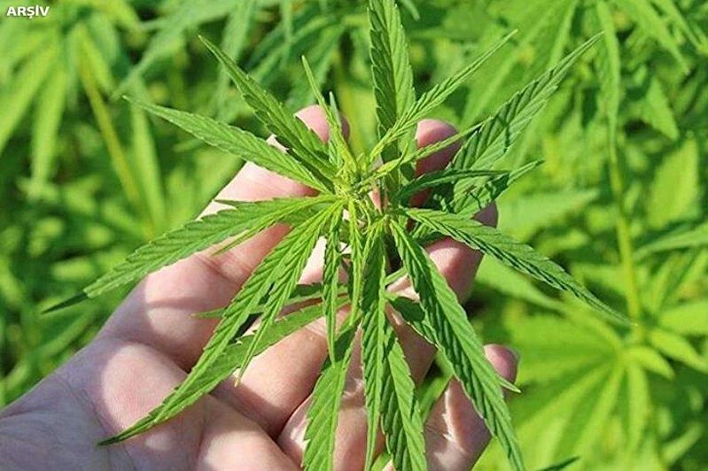 Erzurum’da 867 kök kenevir imha edildi