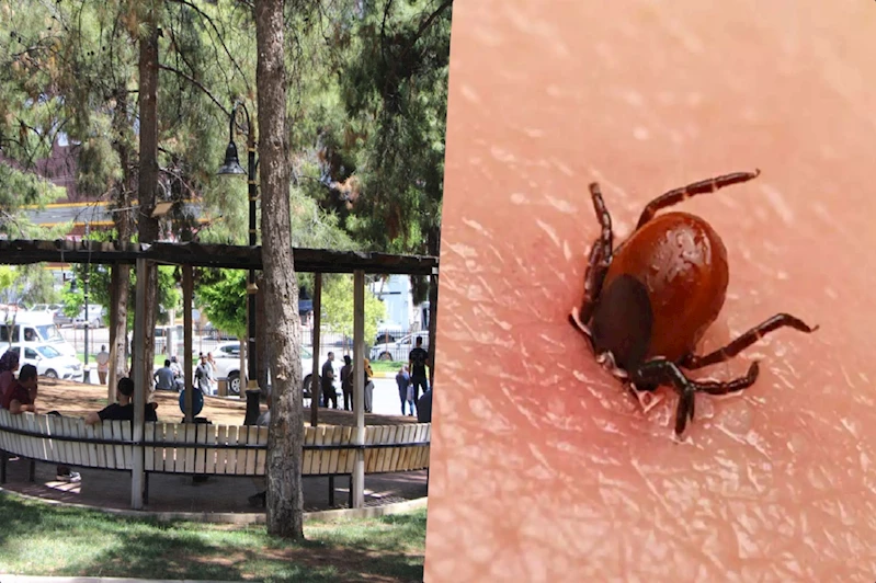 Kırım Kongo Kanamalı Ateşi’ne karşı dikkat edilmesi gerekenler?