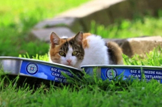 Muğla üretiyor, can dostlar tüketiyor